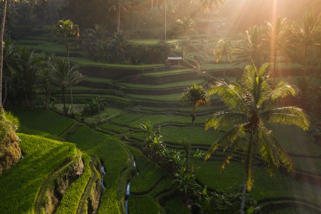 Stunning Ubud Rice Paddy Walk