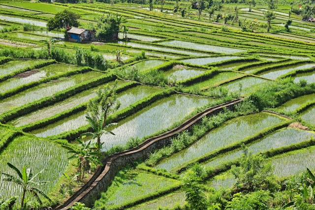 Exploring the Serenity of Ubud: A Mesmerizing Rice Field Walk