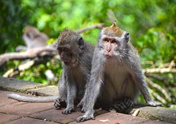 3-Day Ubud Tour Itinerary: Cultural Marvels, Natural Wonders & Culinary Delights