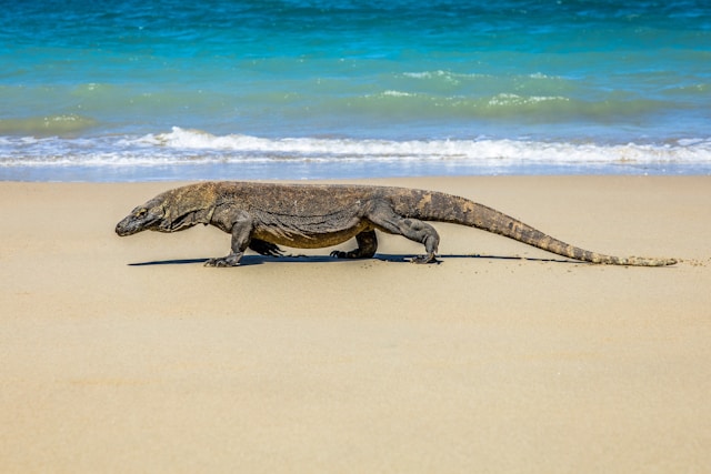 Best Komodo Tours: The Ultimate Guide to Exploring Komodo National Park