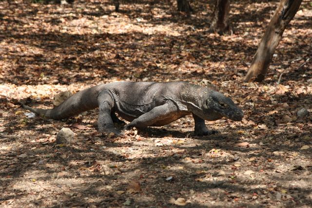 Day Trip Komodo Itinerary, The Ultimate One-Day Guide to Komodo National Park