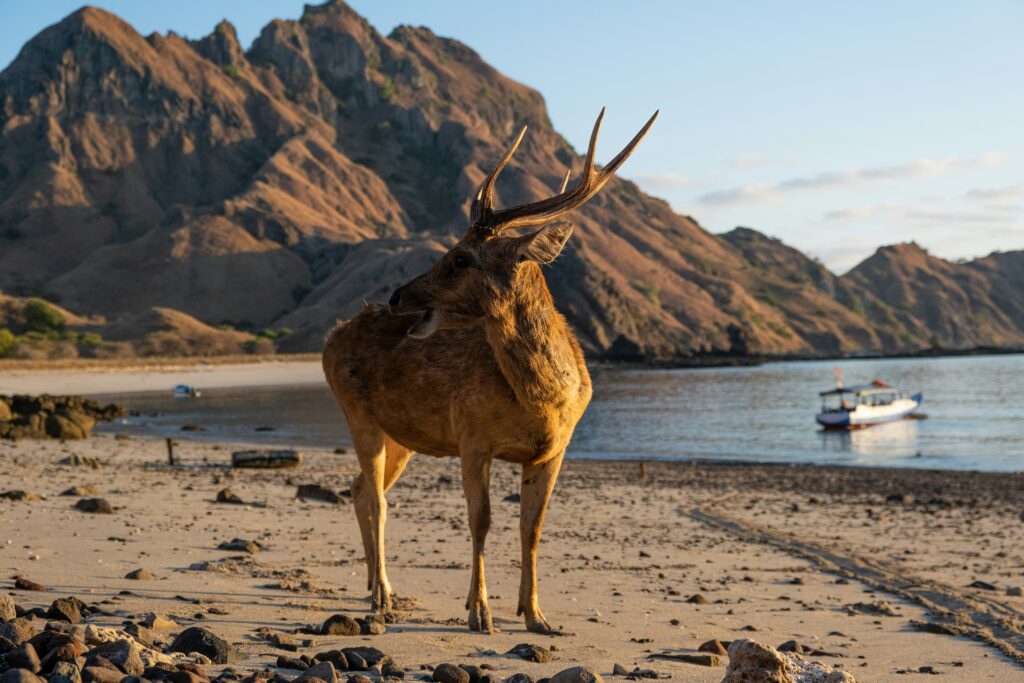 padar island
