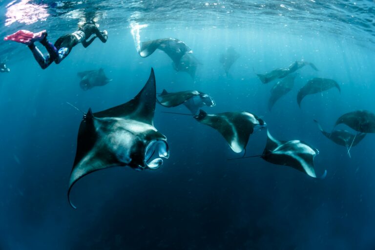 komodo island